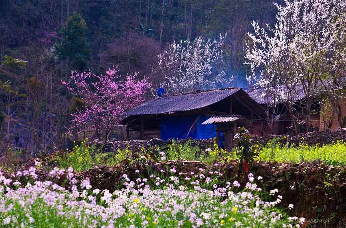 Mùa xuân đến mang theo những thung lũng hoa tại Hà Giang rực rỡ sắc màu